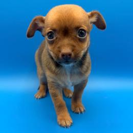 Astro - Chocolate male Chihuahua puppy in Georgia/Florida, Florida from Fiesta Pups