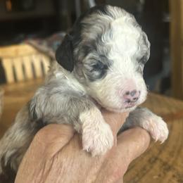 Michelle, 2 week old - Blue merle and white female Sheepadoodle puppy in Crawford, Colorado from Saddle Mountain Doodles