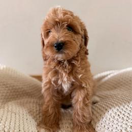 Male 2 - Apricot male Goldendoodle puppy in Modesto, California from Central Valley Canine Companions