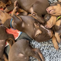 Doberman Pinscher puppies from Evoke