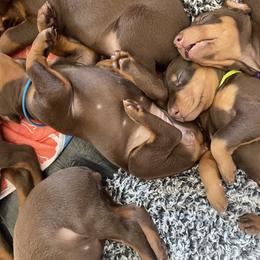 Doberman Pinscher puppies from Evoke