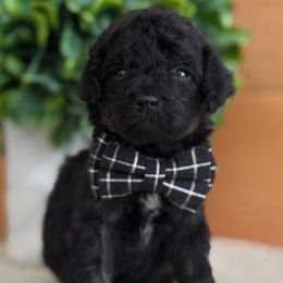 A-Red Boy - Black male Goldendoodle puppy in Lewisville, Texas from Texas Goldendoodle Lovers