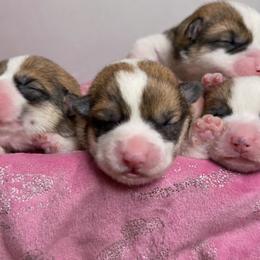 Pembroke Welsh Corgi Puppies from Rollnoaks & Cottontail AKC Pembroke Welsh Corgis