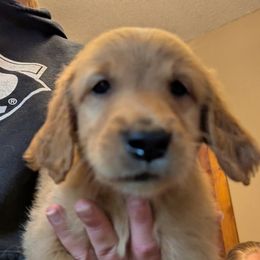 Eggplant (male 5) - Dark golden male Golden Retriever puppy in Wendell, Minnesota from Floden Farm Golden Retrievers