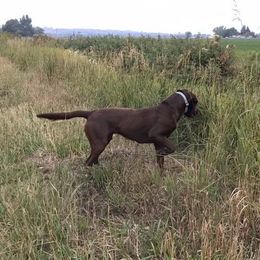 Labrador Retriever All Grown Up from Rocky Mountain Dogs - Utah