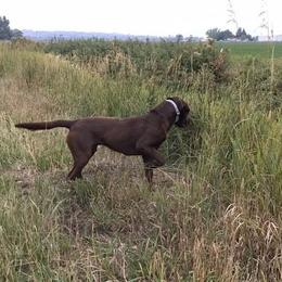 Labrador Retriever All Grown Up from Rocky Mountain Dogs - Utah