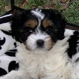Cavapoos and Poodles from Grams poodle babies