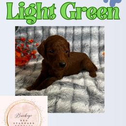 Light Green - Red  male Poodle puppy in Lima, Ohio from Buckeye Red Standard Poodles
