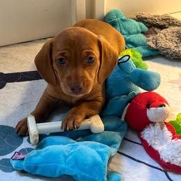 Cream Girl 2 - Cream female Dachshund puppy in Moundville, Missouri from Edgewood Acres Miniature Longhair Dachshunds