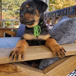 Rottweiler Puppies from Black Jade Rottweilers