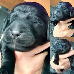 Belle - Black female Assorted Doodle Crosses puppy in Irmo, South Carolina from Kava Kennels