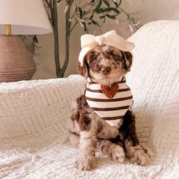 Truffle - Merle female Goldendoodle puppy in Cold Spring, Minnesota from A.N.A. Doodles
