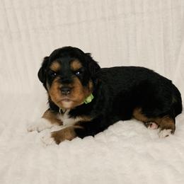 Aussiedoodle Puppies from Parrish Precious Ones
