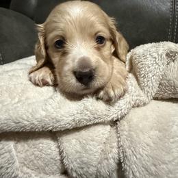 Male-Black - Cream male Dachshund puppy in Greenfield, Indiana from Thompson's Prairie Pride