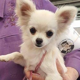 Chihuahuas from Topaz Chihuahua’s
