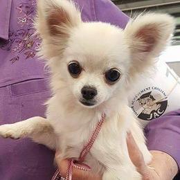 Chihuahuas from Topaz Chihuahua’s