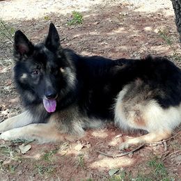 German Shepherd All Grown Up from Loujuan German Shepherd Dogs