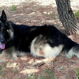German Shepherd All Grown Up from Loujuan German Shepherd Dogs