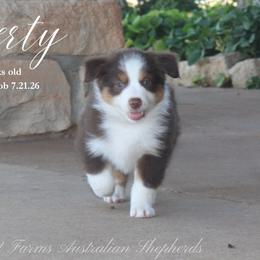Liberty - Red tri female Miniature Australian Shepherd puppy in Grandfield, Oklahoma from Hunt Farms Australian Shepherds