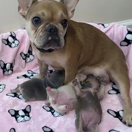 Honey - French Bulldog