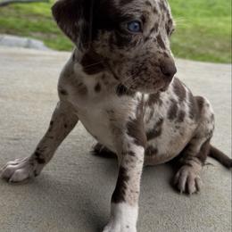 1 female - Red merle female Catahoula Leopard Dog puppy in Manchester, Tennessee from Middle TN Leopard Catahoulas and Middle TN Bassett Hounds