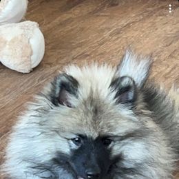 Keeshond Puppies from StarStruck Keeshonden