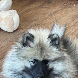 Keeshond Puppies from StarStruck Keeshonden