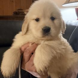 Black Stripe Collar Boy - Golden male Golden Retriever puppy in Garrison, Montana from Mattiaci Goldens