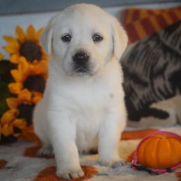 Pink Collar - Yellow female Labrador Retriever puppy in Ridgecrest, California from Black Mountain Service Dogs
