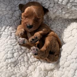 Gogiberry - Red male Cavapoo puppy in El Sobrante, California from Mckendra's Legacy