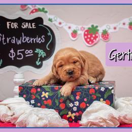 Gertrude (Gertie) - Dark golden female Golden Retriever puppy in Driggs, Idaho from SK Golden Retrievers