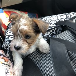 Yorkshire Terrier Puppies from MCM Acres