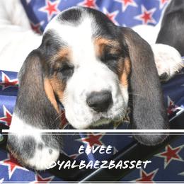 Basset Hound Puppies from Royal Baez Basset