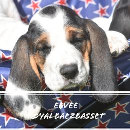 Basset Hound Puppies from Royal Baez Basset