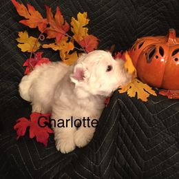 West Highland White Terrier Puppies from Sand Dollar Westies of Delaware