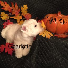 West Highland White Terrier Puppies from Sand Dollar Westies of Delaware