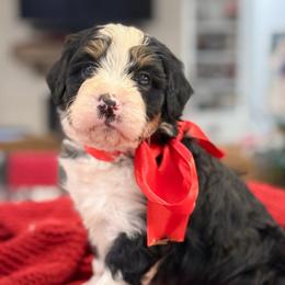 Steve - Tri-color male Bernedoodle puppy in Kilgore, Texas from Furry Tail Doodles