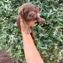 Lemon - Red  female Goldendoodle puppy in Battleground, Washington from Doodles Delight PNW