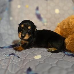 Dawn - Black and cream female Dachshund puppy in Windom, Minnesota from Aster Creek Dachshunds & Australian Shepherds
