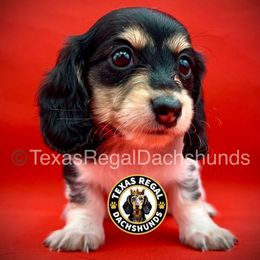 Apple Pie (TBD) - Piebald female Dachshund puppy in Houston, Texas from Texas Regal Dachshunds LLC