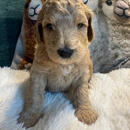 Neymar -Girl 4 (green collar) - Apricot female Goldendoodle puppy in Auburn, Indiana from Cooper’s Doodles