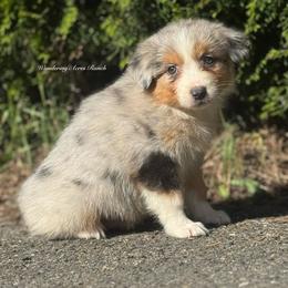 Return - blue Merle female 2 - Blue merle female Australian Shepherd puppy in Chehalis, Washington from Wandering Acres Ranch