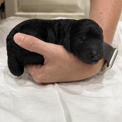 Springerdoodle Puppies from Georgia Springerdoodles