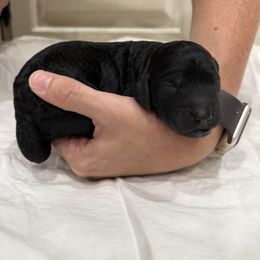 Springerdoodle Puppies from Georgia Springerdoodles