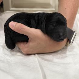 Springerdoodle Puppies from Georgia Springerdoodles