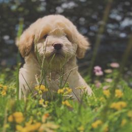 Hawthorn - Cream male Goldendoodle puppy in Clinton Township, New Jersey from Harmony Goberians