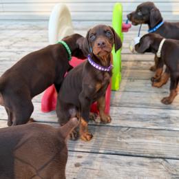 Purple Female - Red and rust female Doberman Pinscher puppy in Madison, Indiana from Jensen Dobermans and Dachshunds