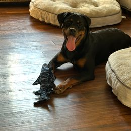 Sheba - Black and mahogany female Rottweiler puppy in Fredericksburg, Virginia from Milton's Rottweilers