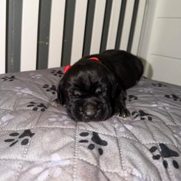 Red boy - Black male Cane Corso puppy in Saluda, South Carolina from Brooks Imperial Corso