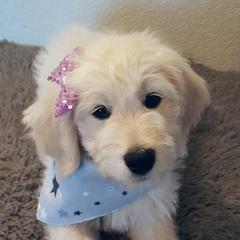 Bear Lake Bearded Retrievers breeder of Goldendoodle